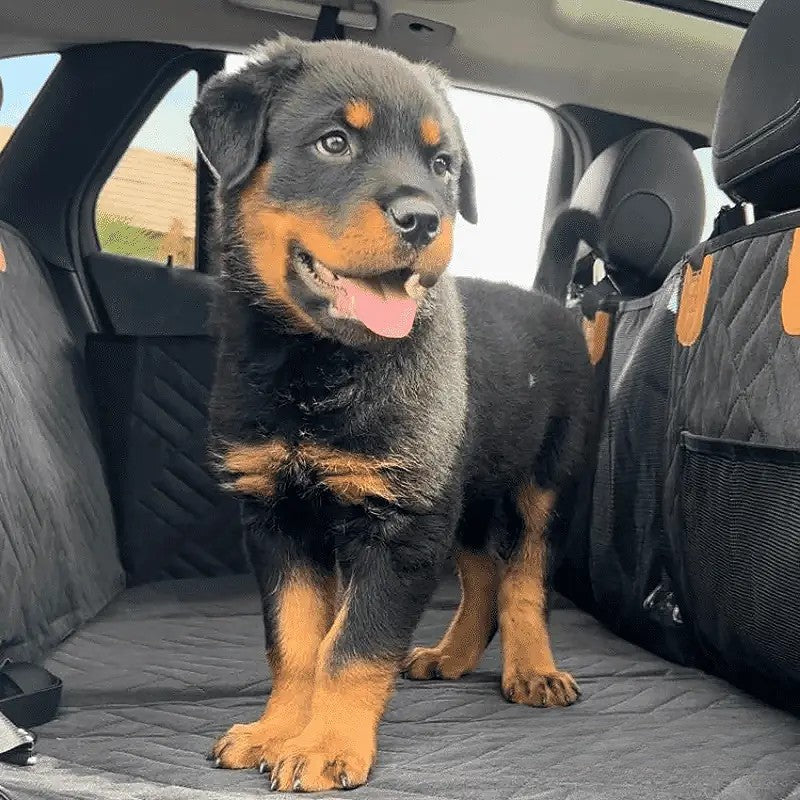 PawProtect - Stevige honden autostoelhoes 2.0