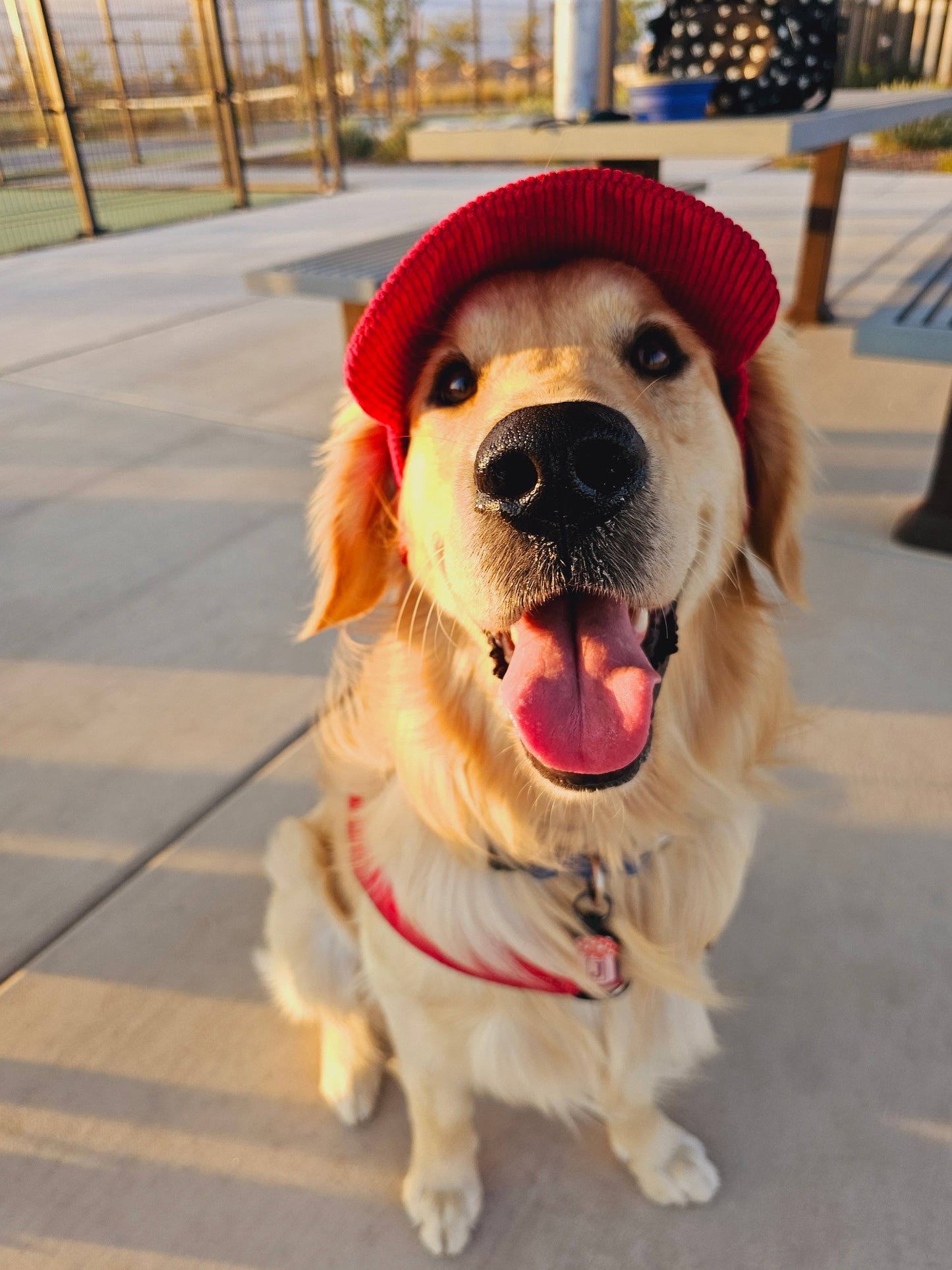 PawCap™ - Ultra Schattig Honden Petje
