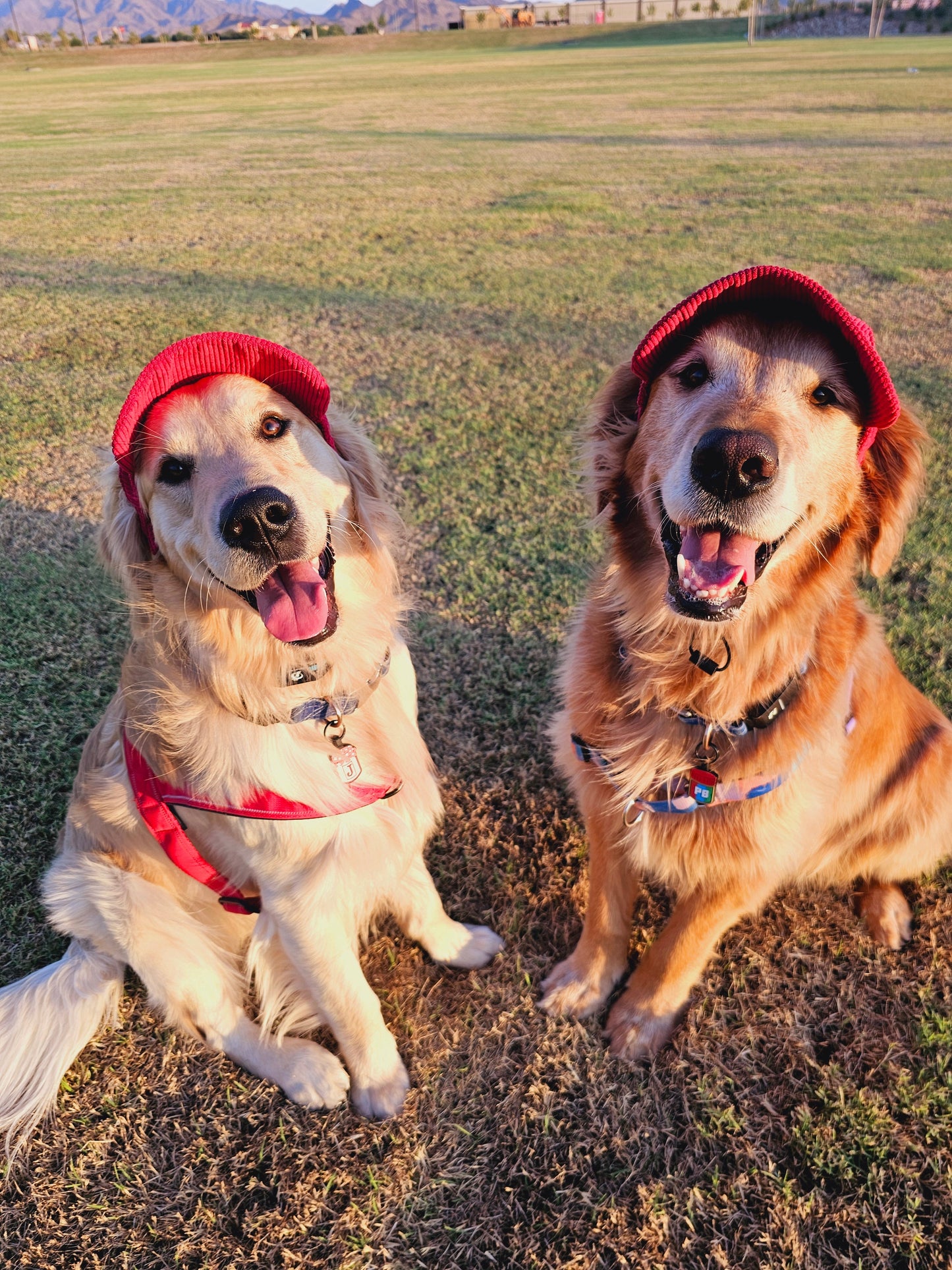 PawCap™ - Ultra Schattig Honden Petje