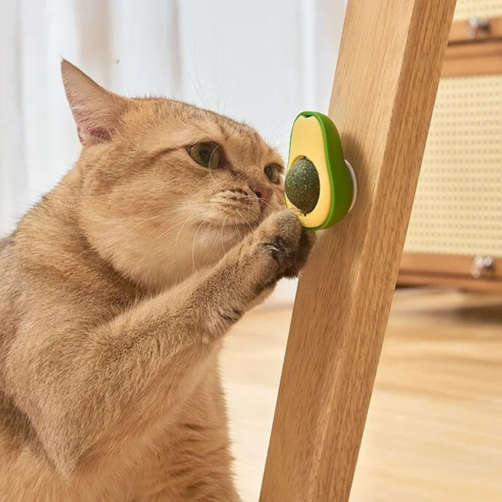Avocado Kattenkruid Bal