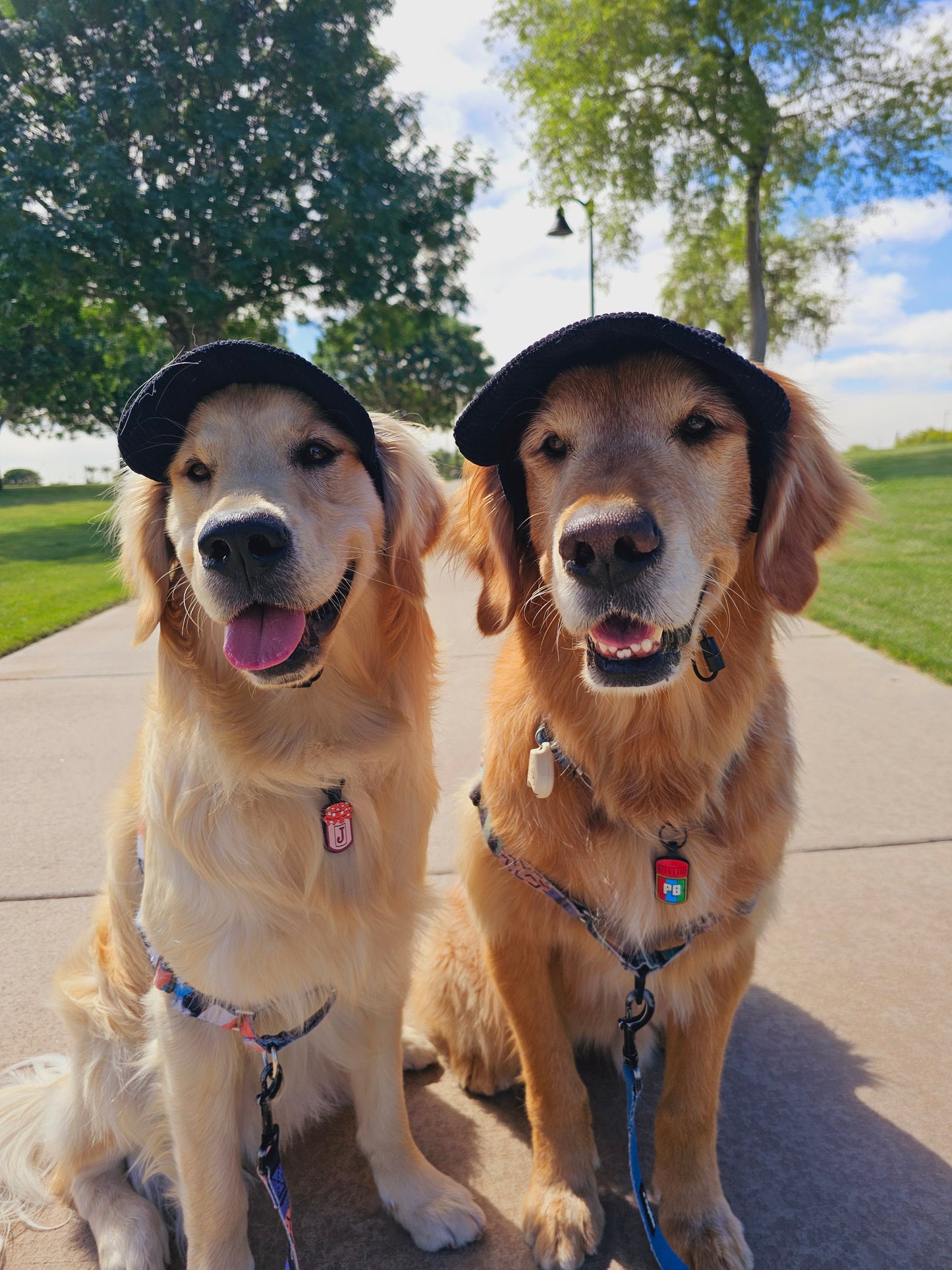 PawCap™ - Ultra Schattig Honden Petje