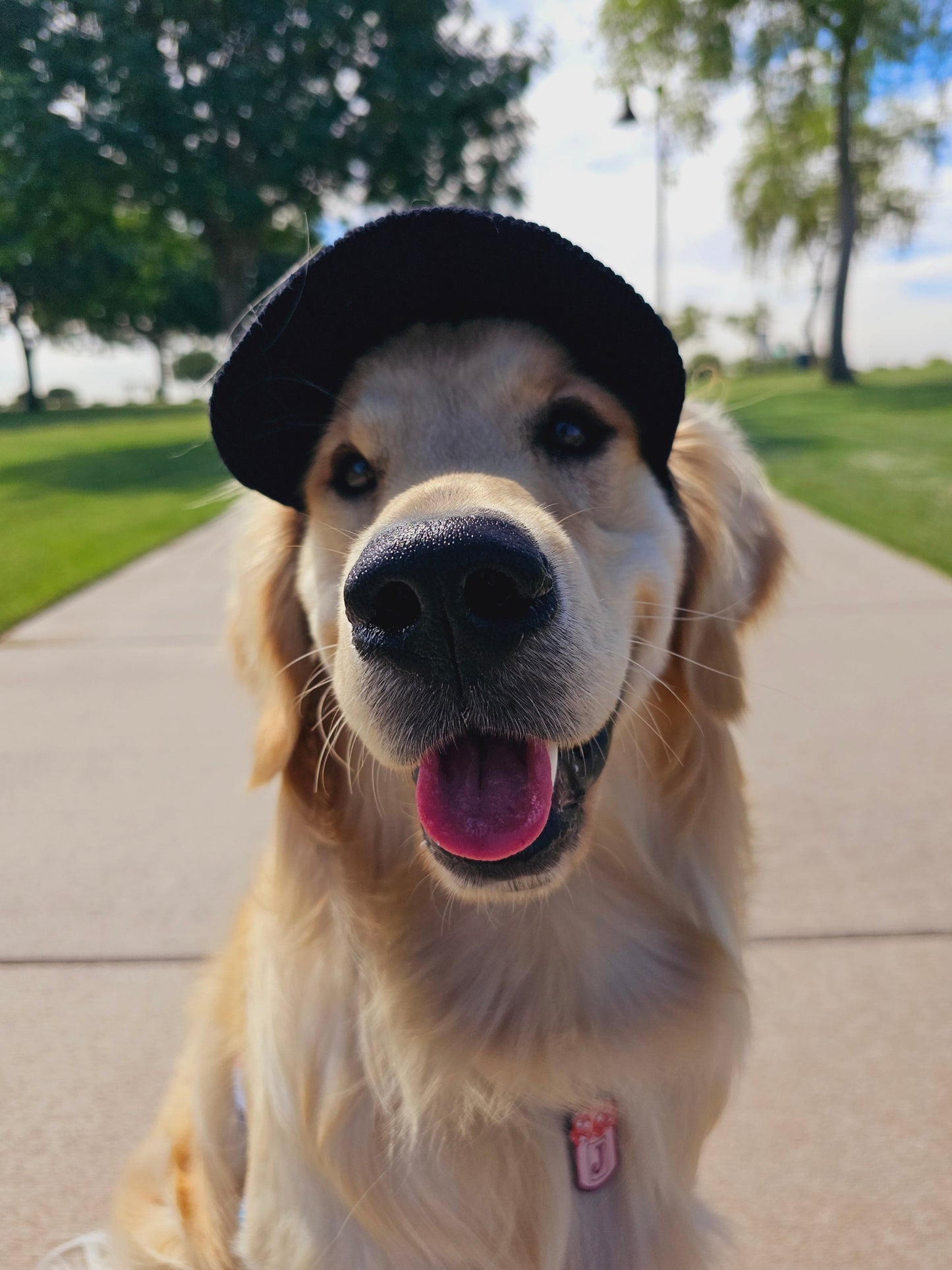 PawCap™ - Ultra Schattig Honden Petje
