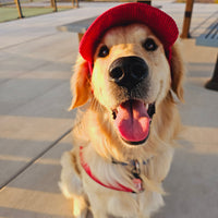 PawCap™ - Ultra Schattig Honden Petje