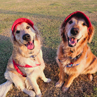 PawCap™ - Ultra Schattig Honden Petje