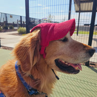 PawCap™ - Ultra Schattig Honden Petje