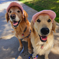 PawCap™ - Ultra Schattig Honden Petje