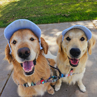 PawCap™ - Ultra Schattig Honden Petje
