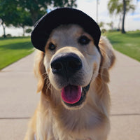 PawCap™ - Ultra Schattig Honden Petje